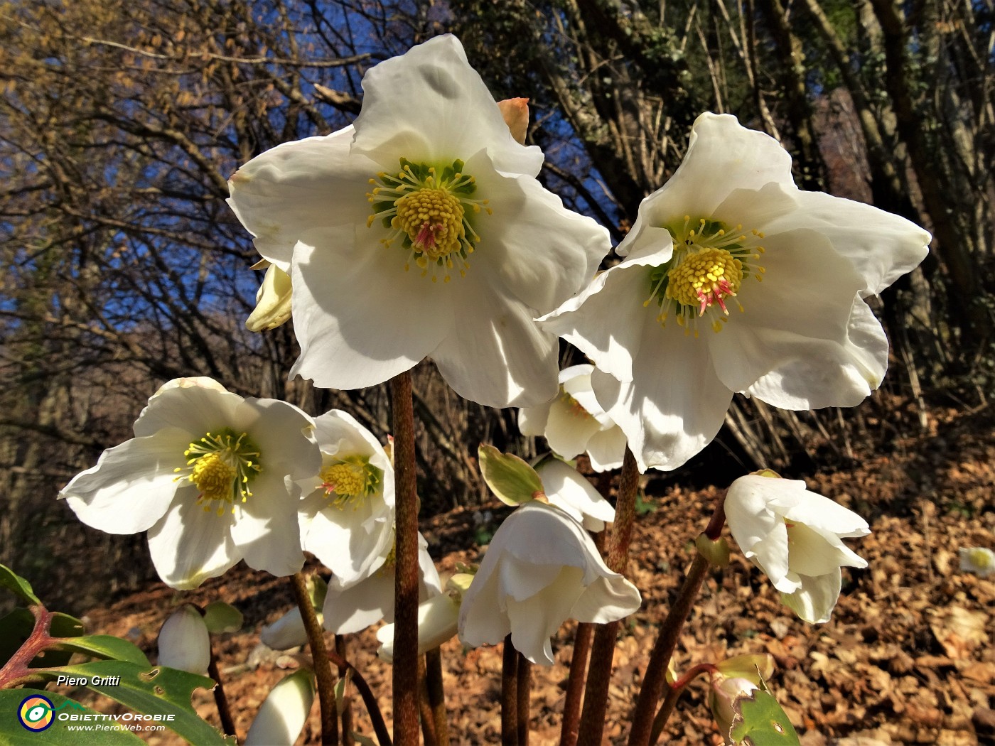 01 Ellebori in fiore sul sent. 561 percorso ad anello.JPG